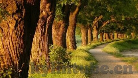 果冻传媒精选麻豆-探索果冻传媒精选麻豆的魅力世界，成人内容的新风尚