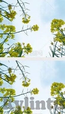 中文字幕 快播-中文字幕，快播时代的文化桥梁